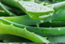 Which is Better for Hair, Aloe Vera or Coconut Oil? Which is Better for Hair, Aloe Vera or Coconut Oil?